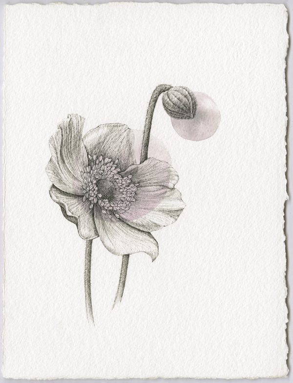 Anemone