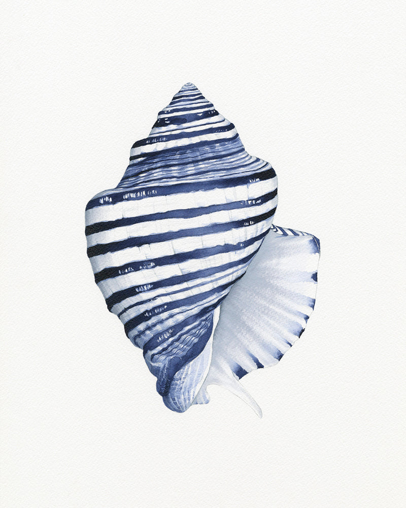 Conch