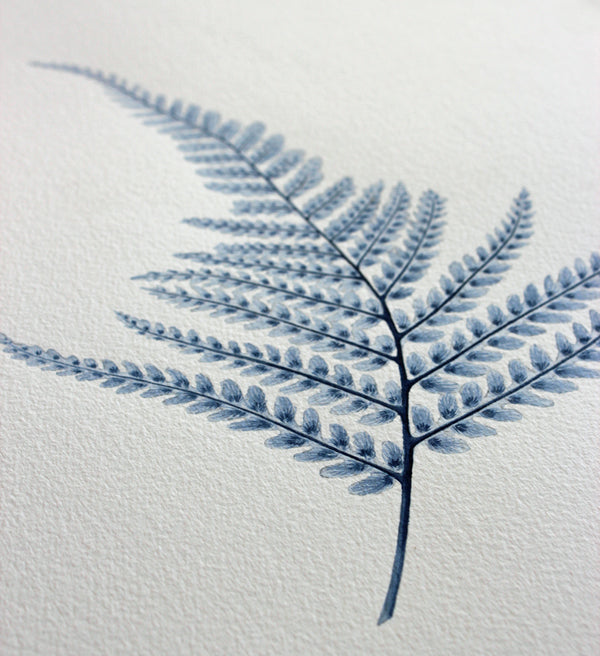 Maiden Hair Fern