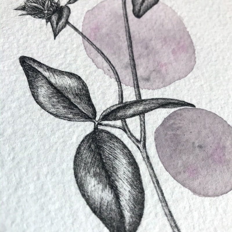 Red Clover Print