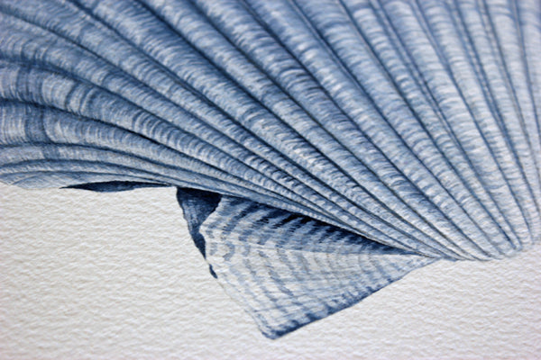 Scallop Shell