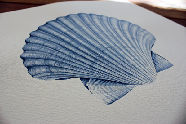 Scallop Shell