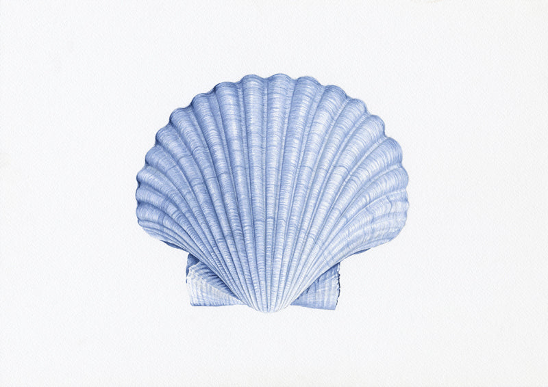 Scallop Shell – Aimee Nesbitt Designs