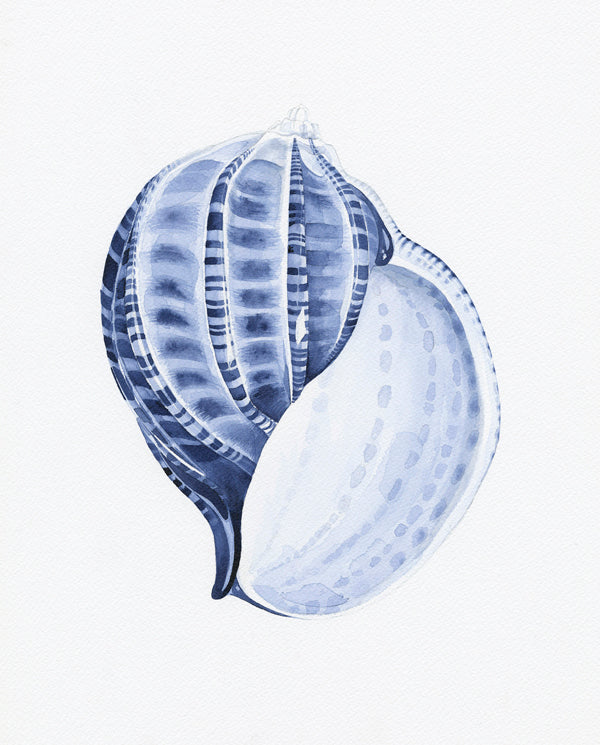 Scotch Bonnet Shell