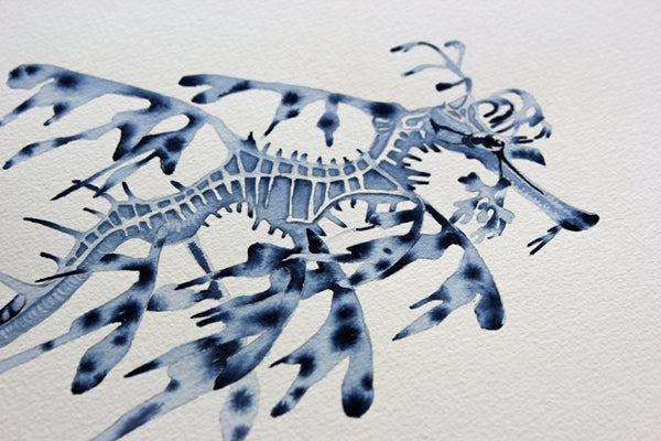 Weedy Seadragon