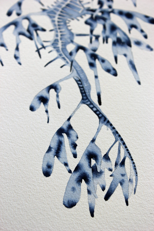Weedy Seadragon