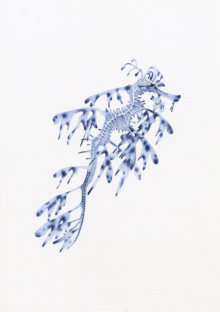 Weedy Seadragon
