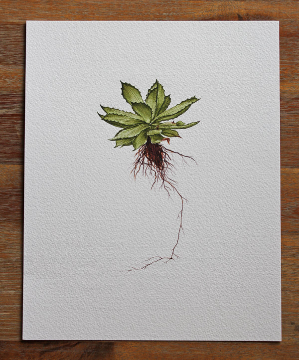 Aloe