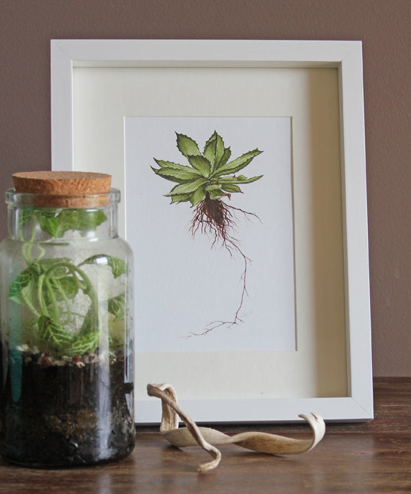 Aloe