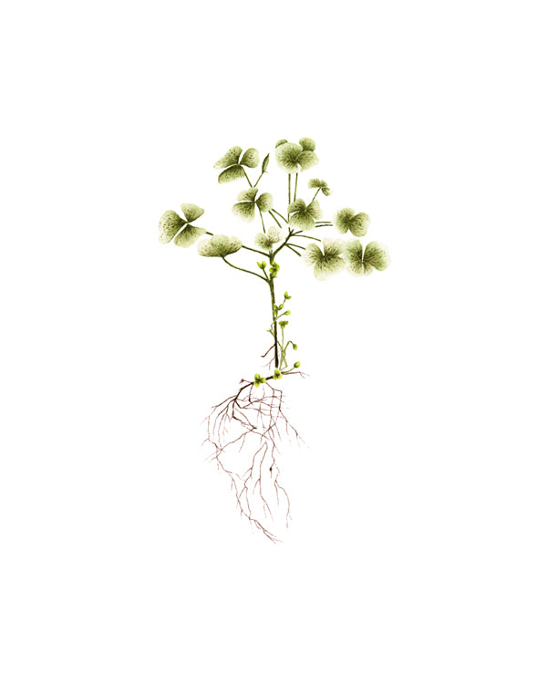 Clover