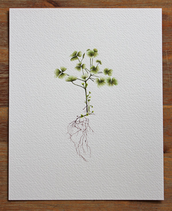 Clover