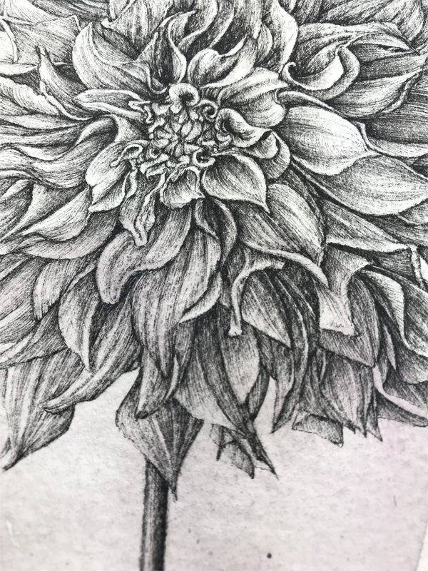 Dahlia