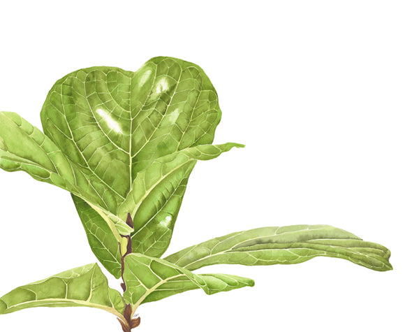 Fiddle Leaf Fig