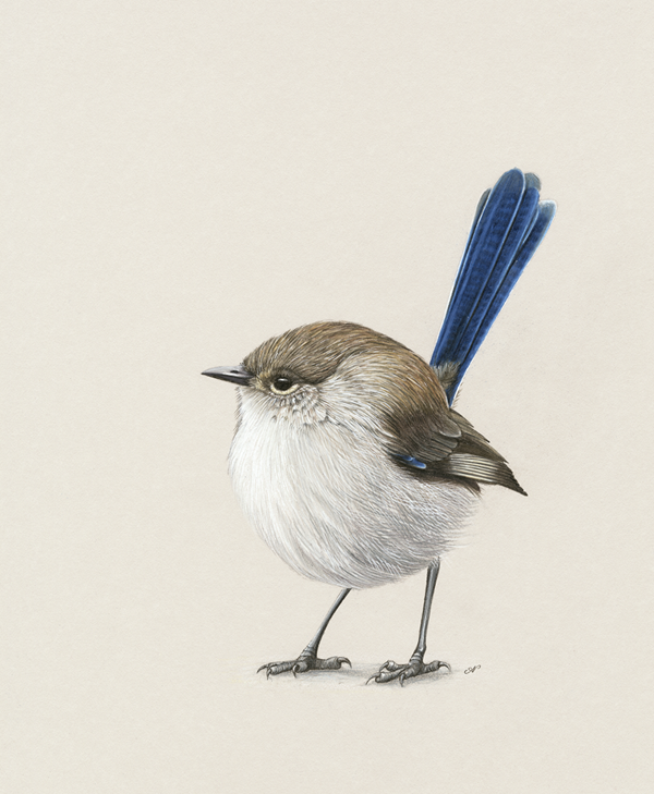 Fairy Wren Print