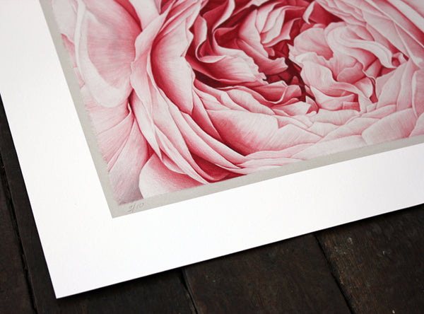 Peony Cluster No. 1 Print