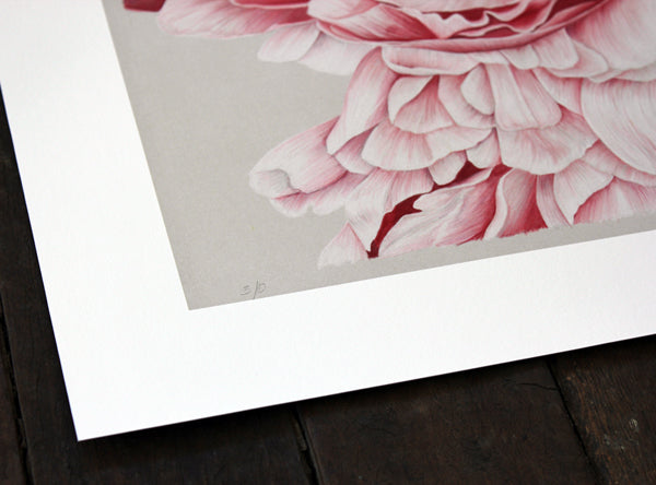 Peony Cluster No. 2 Print