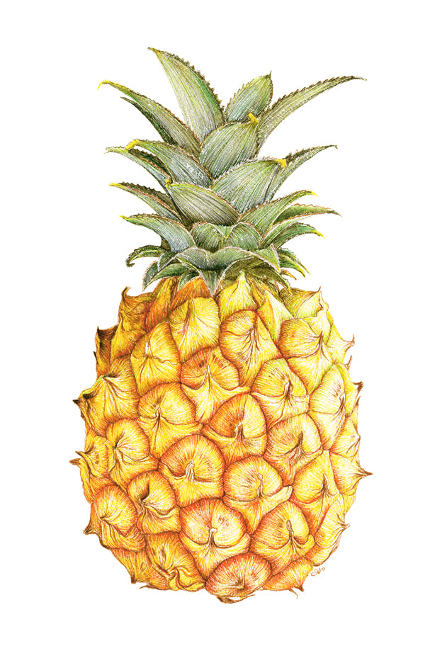 Pineapple Print