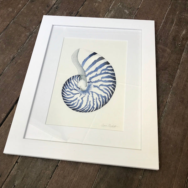 Nautillus Shell