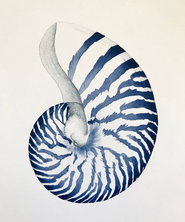 Nautillus Shell