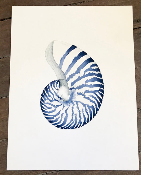 Nautillus Shell